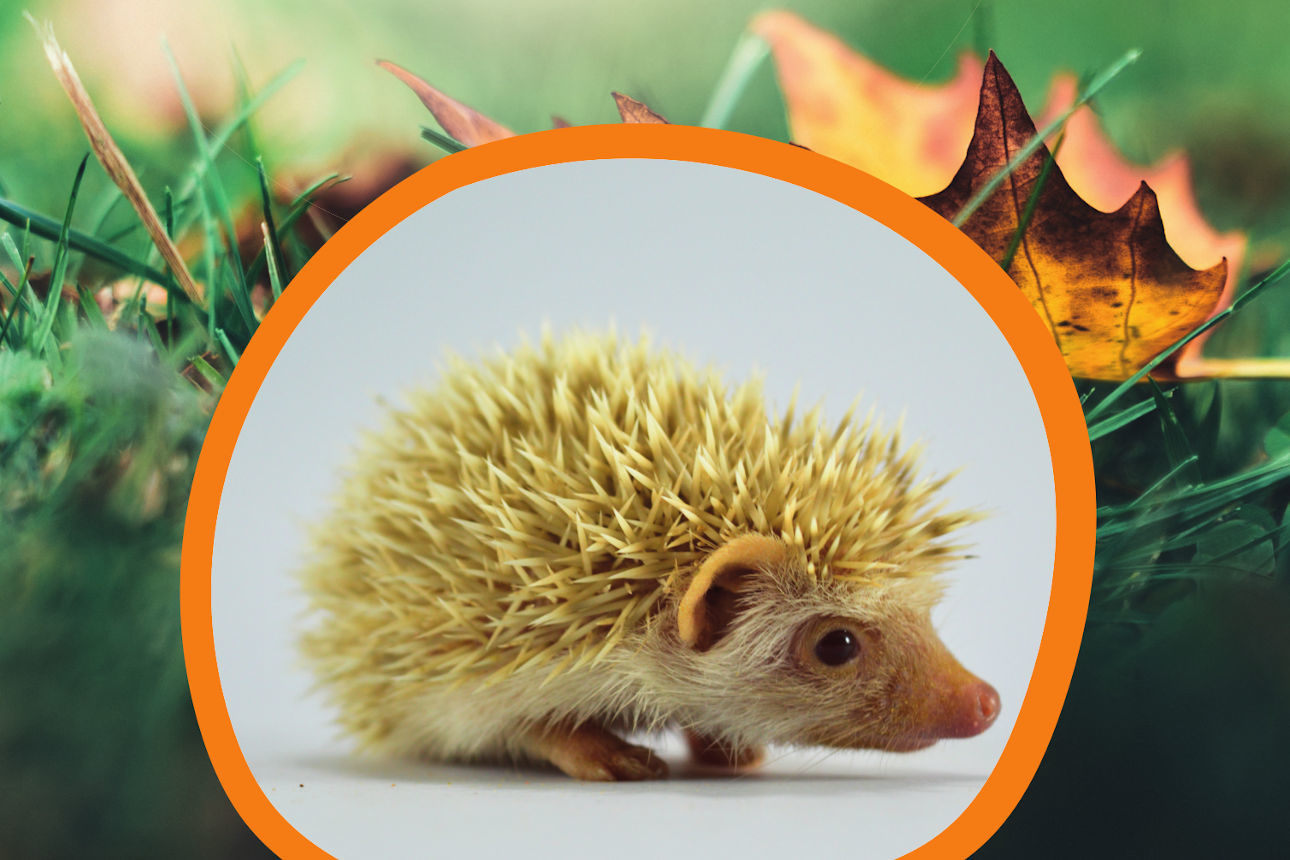 Hérisson, qui s'y frotte s'y pique !