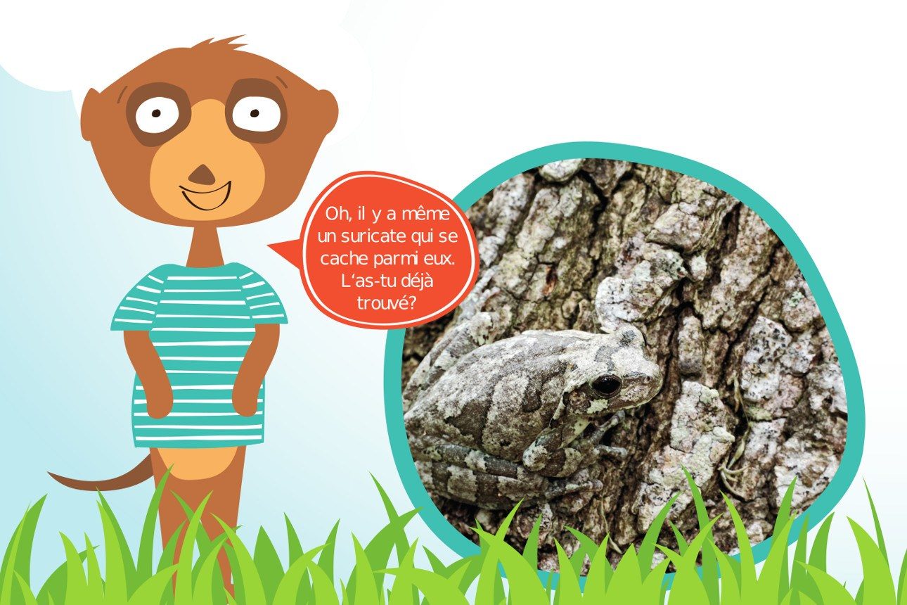 Où se cachent les animaux?