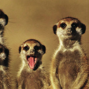Groupe de suricates